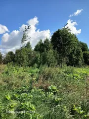 Земельный участок с КН 50:06:0110601:1741 площадью 1100 кв м в Московской области. Площадь земельного участка: 1100. Кадастровый номер земельного участка: 50:06:0110601:1741. Основной вид разрешенного использования: 2.2.