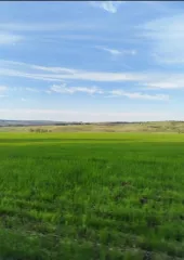 Земельный участок 41 920 000 кв.м, доля 1/897, Аургазинский район, Башкортостан, общая долевая собственность, категория земель: земли сельскохозяйственного назначения, разрешенное использование: для ведения сельскохозяйственного производства, адрес объекта: установлено относительно ориентира РБ…