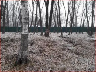 Земельный участок общей площадью 600 кв.м, кадастровый номер 25:28:050027:1883. Местоположение установлено относительно ориентира за пределами участка. Ориентир жилой дом. Участок находится примерно в 440 м по направлению на запад от ориентира. Почтовый адрес ориентира: Приморский край, г…