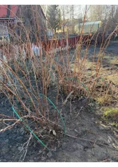 Дом 46 кв.м. и участок 599 кв.м., Курганская область. Жилой дом, дача, площадь: 46кв.м., кадастровый номер: 45:08:011402:498, земельный участок, площадь: 599кв.м., кадастровый номер: 45:08:011402:72, категория земель: земли сельскохозяйственного назначения, вид разрешённого использования: для…