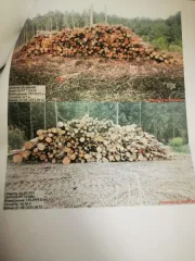 Древесина береза, осина, ель, сосна, ольха. Береза – 478,5 куб.м (деловая: крупная – 7,2 куб.м, средняя – 58,4 куб.м, мелкая – 5,7 куб.м, дровяная – 407,2 куб.м), осина – 293,6 куб.м (дровяная – 293,60 куб.м), ель – 228 куб.м (деловая: крупная – 9,3 куб.м, средняя – 66,4 куб.м, мелкая – 13,4 куб.м…