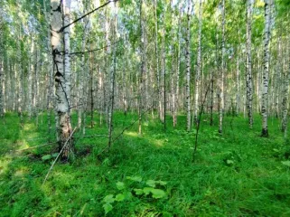 Земельный участок, 495300 кв.м, Нижегородская область, Сокольский район Имущество АО «КАПИТАЛ АСИСТАНС»: земельный участок, кадастровый номер 52:07:0800006:1592, 495300 кв.м. Земельный участок для индивидуального жилищного строительства, земли населенных пунктов, кадастровый номер…