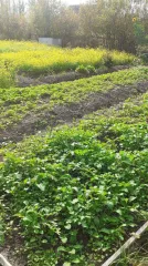 лот №1: земельный участок, площадь 522 кв.м., адрес  местонахождение : россия, обл новгородская, г чудово, 115 км октябрьской, ж/д, с/т  старый сад , участок№100., кадастровый  условный  номер: 53:20:0100513:109 здание  жилое строение , площадь 9,9 кв.м., назначение: жилое строение, адрес …